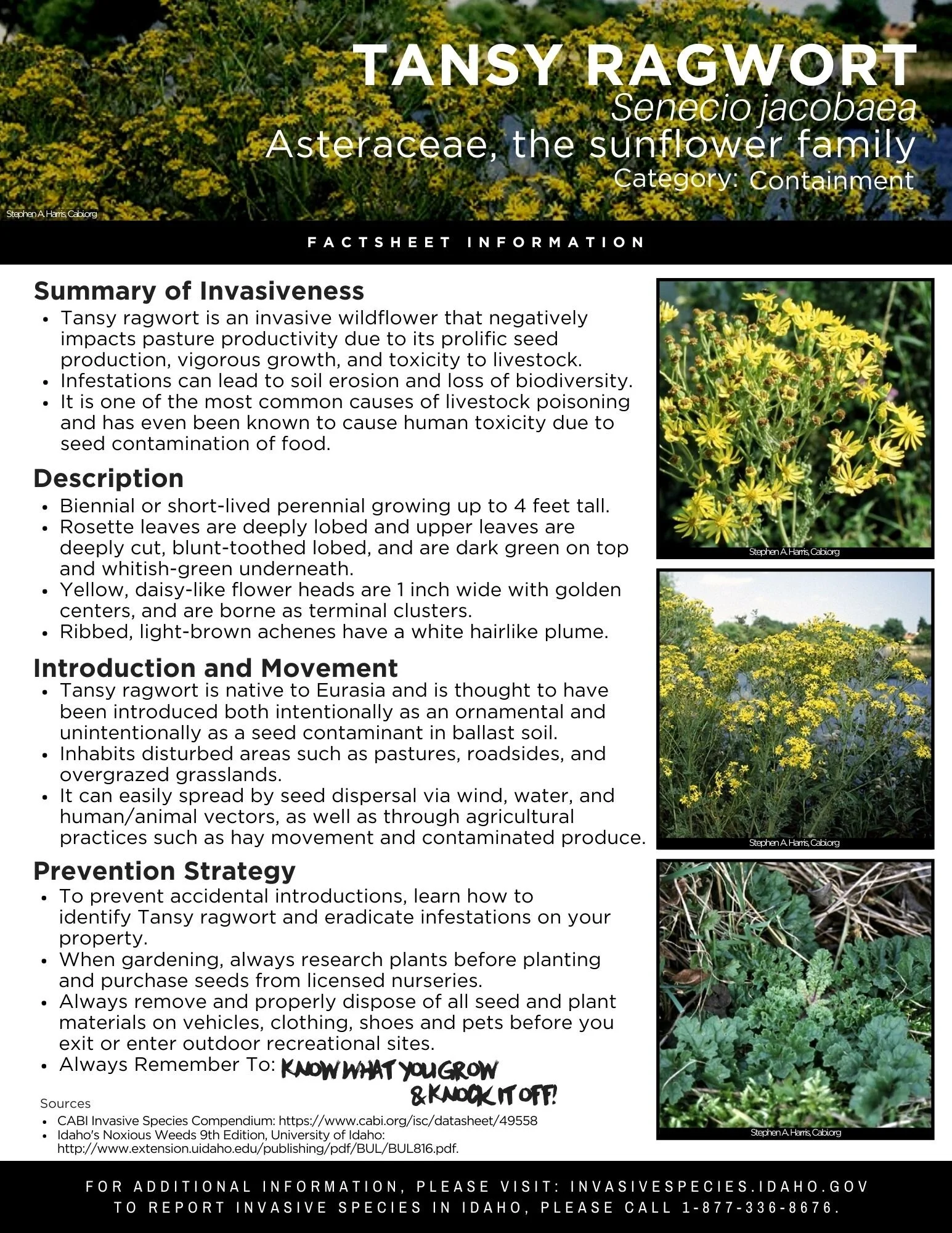 Tansy Ragwort Factsheet — Invasive Species of Idaho