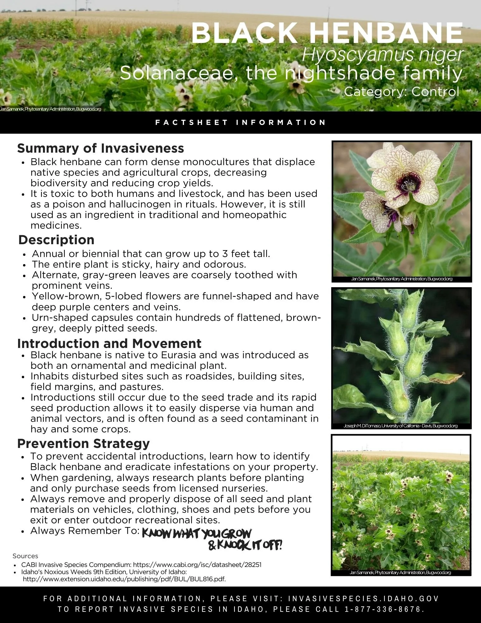 Black Henbane.jpg
