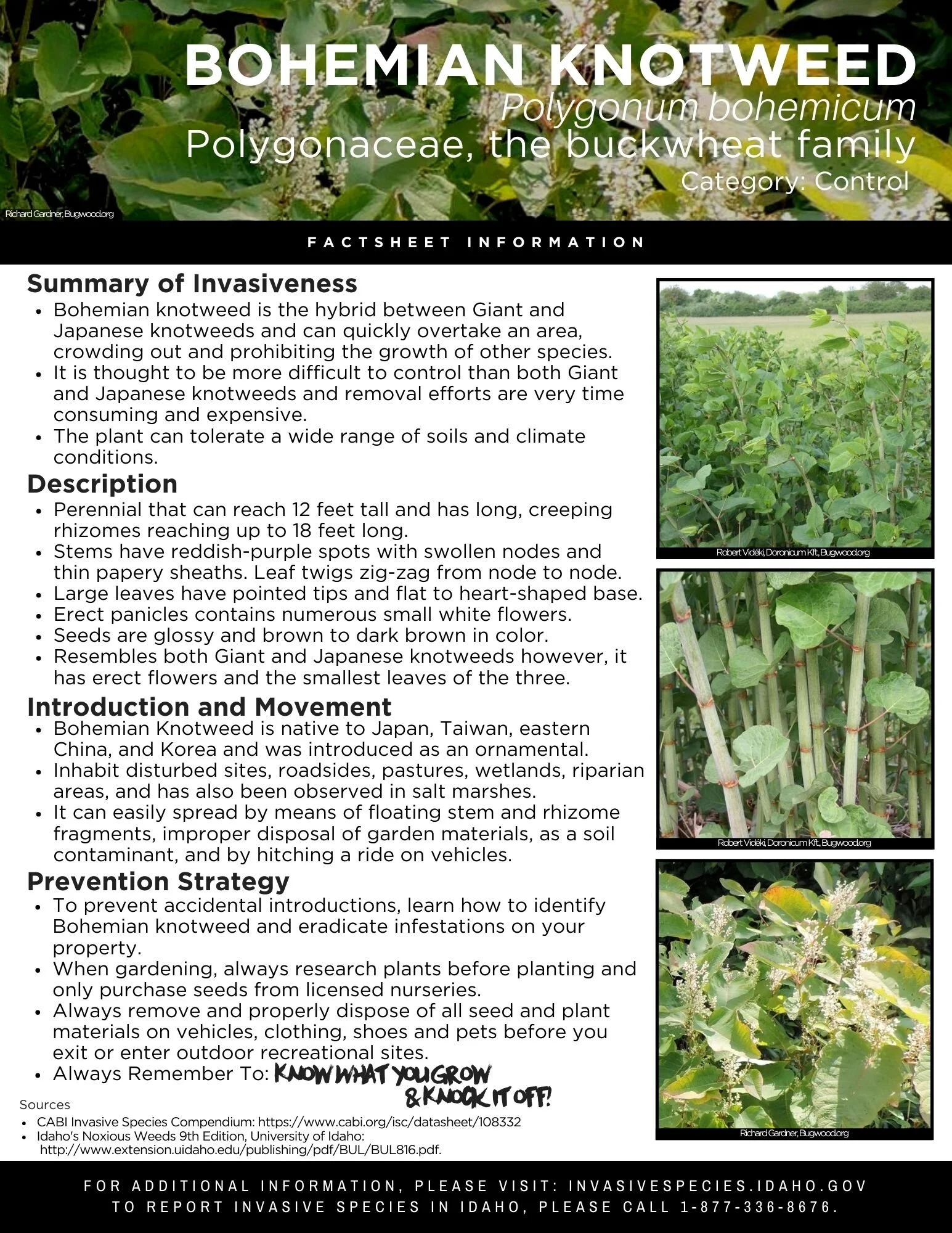 Bohemian Knotweed.jpg