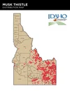 Musk Thistle Factsheet Invasive Species of Idaho