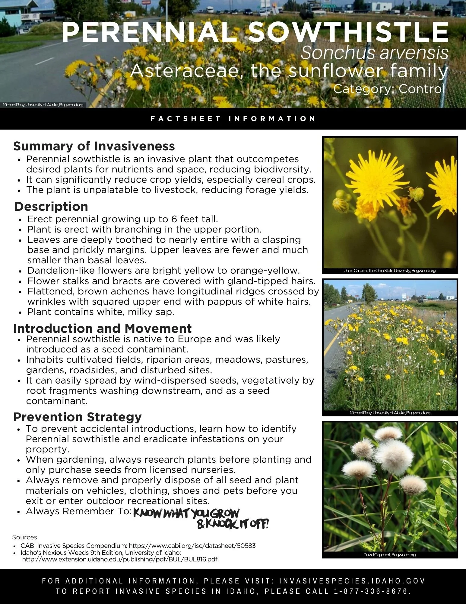 Perennial Sowthistle.jpg