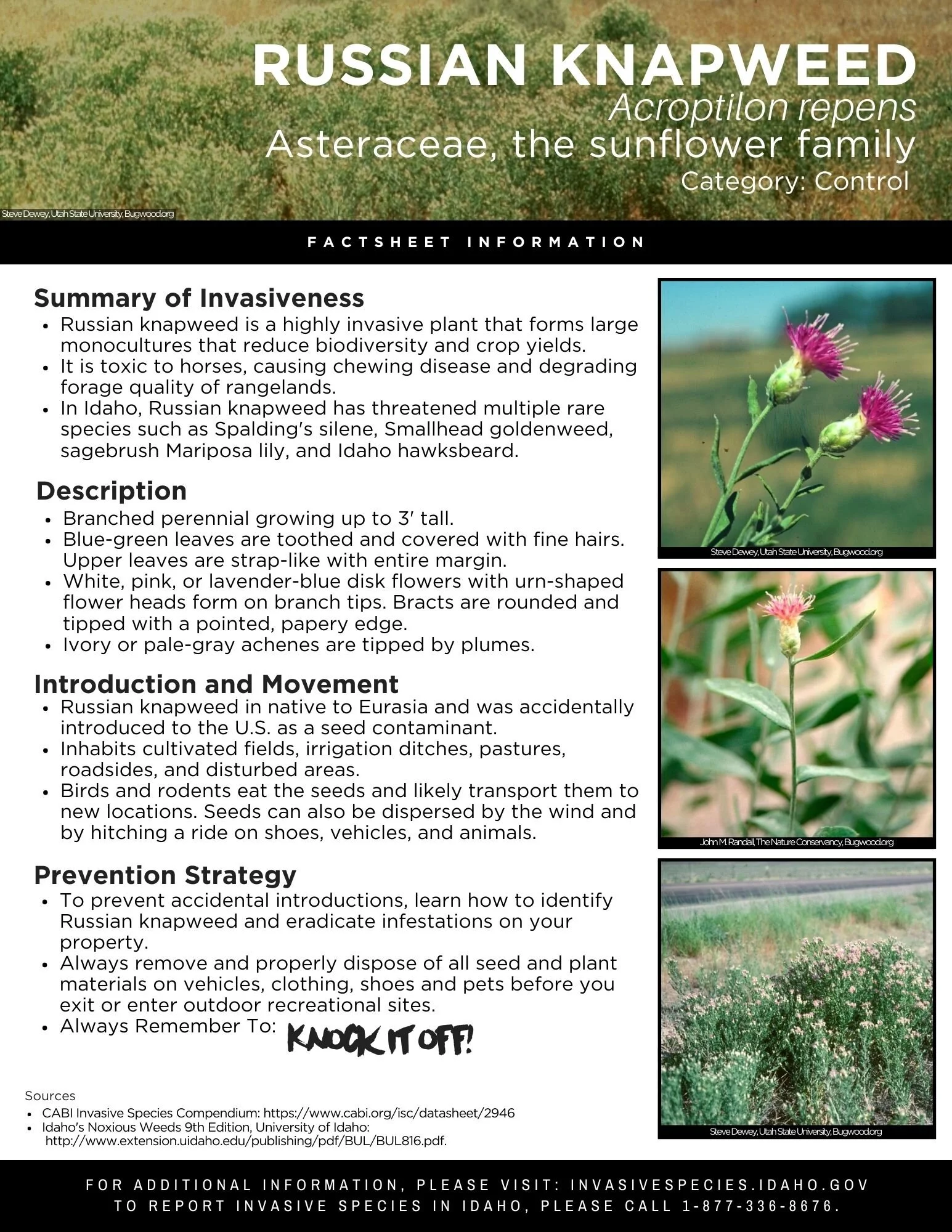 Russian Knapweed.jpg