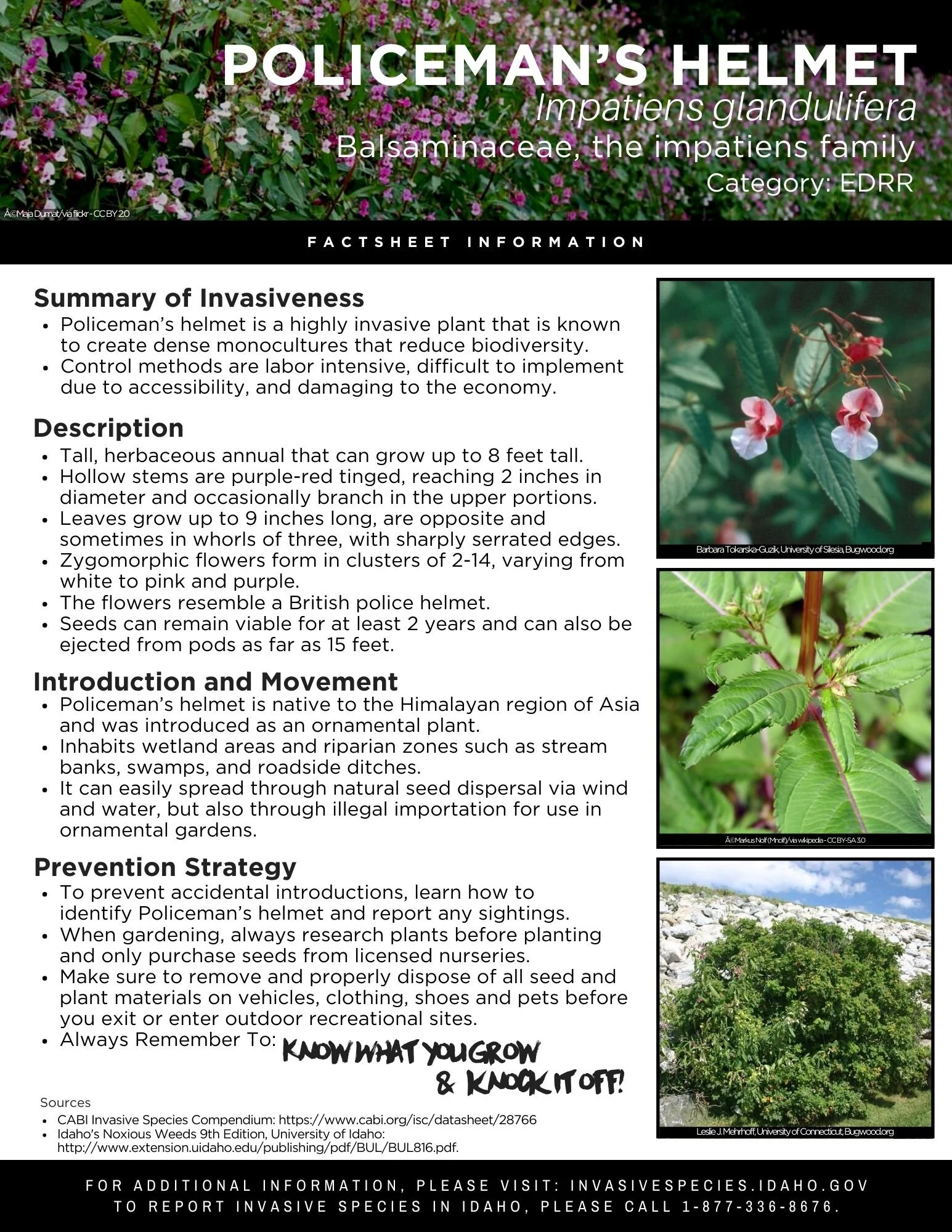 Policemans Helmet.jpg