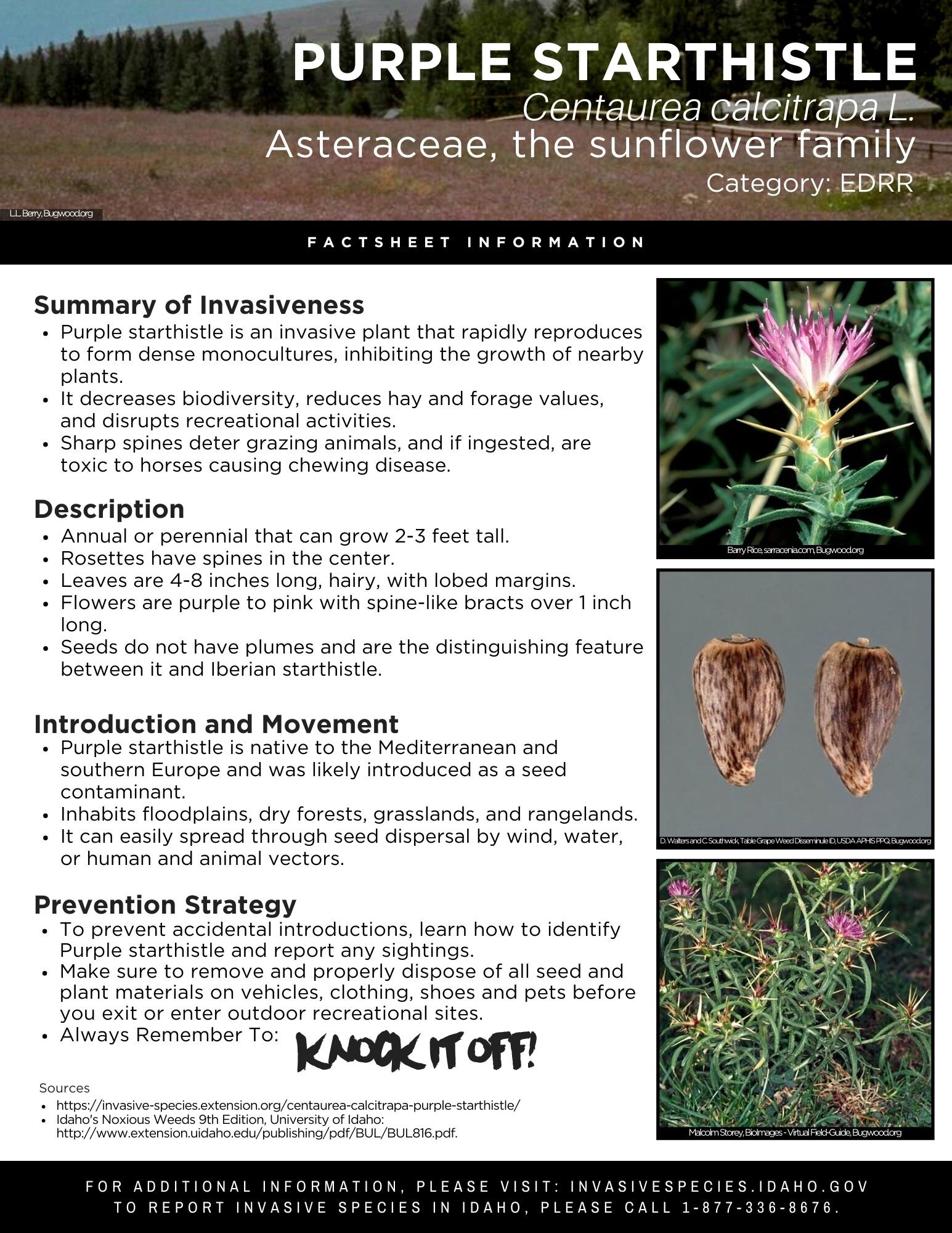 Purple Starthistle.jpg