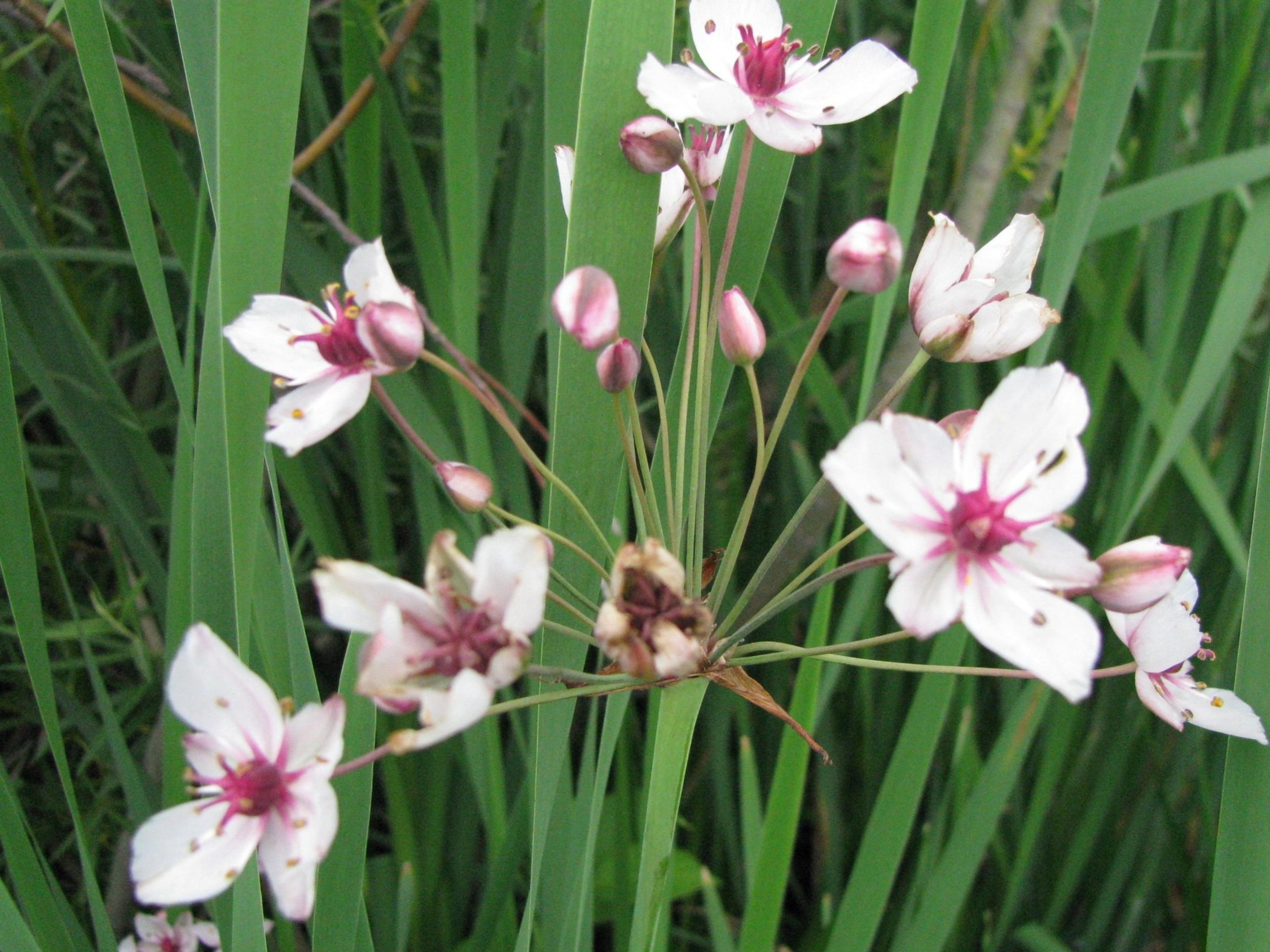 Flowering Rush