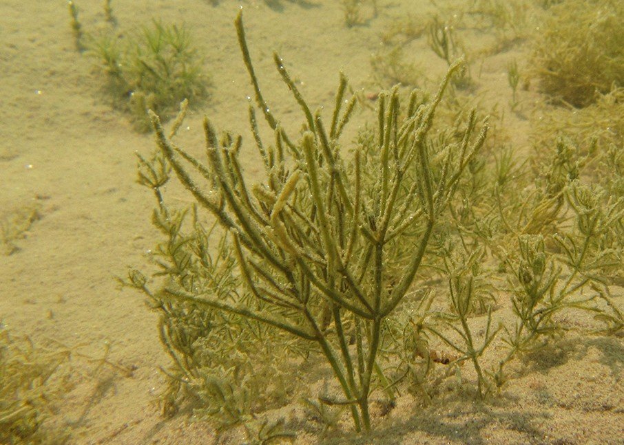 Starry Stonewort