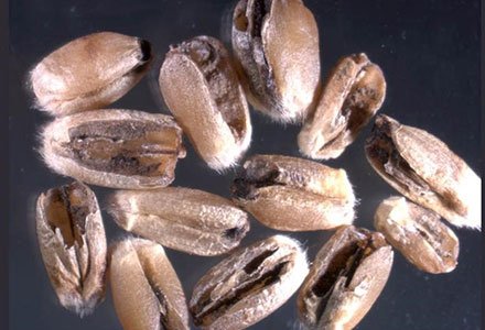 Grains of Wheat infected with Karnal Bunt