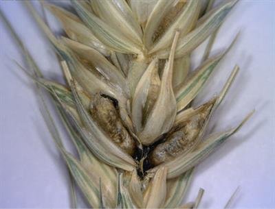 Wheat spikelets infected by Karnal Bunt