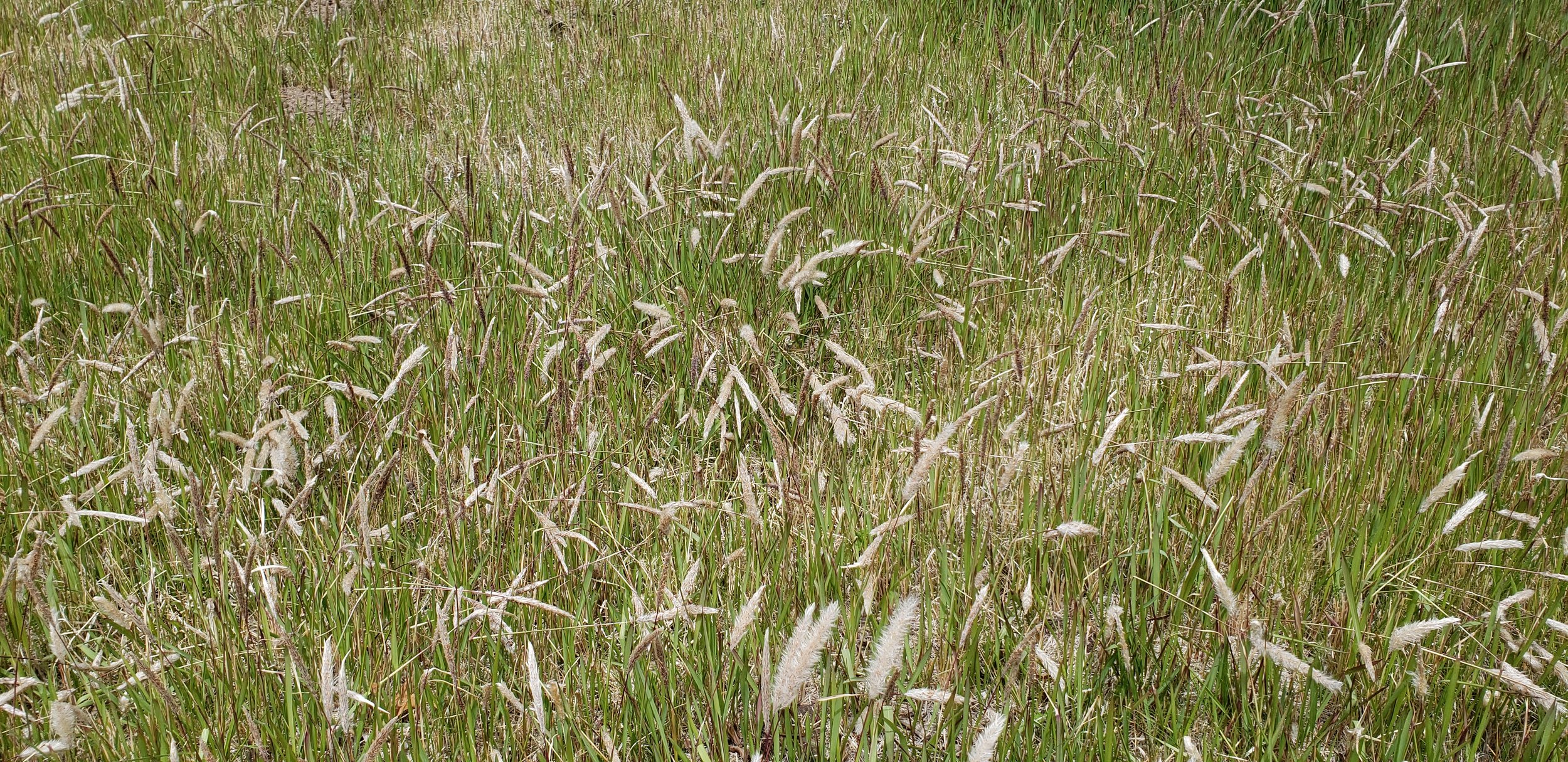 Cogon Grass (Temporary Listing)