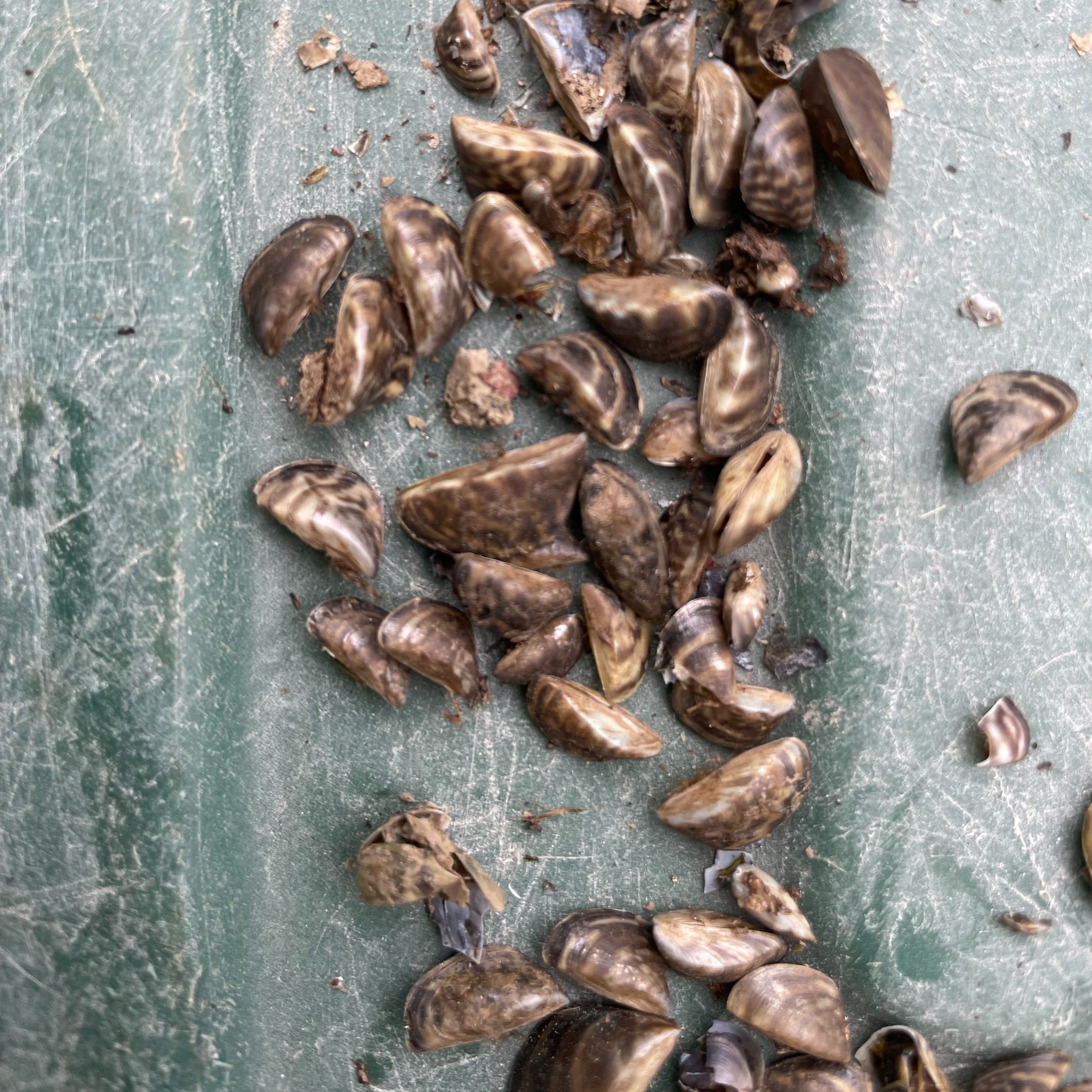 Invasive Mussels - ISDA