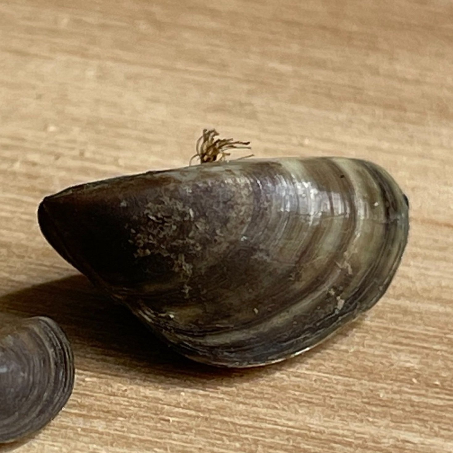 Invasive Mussels - ISDA