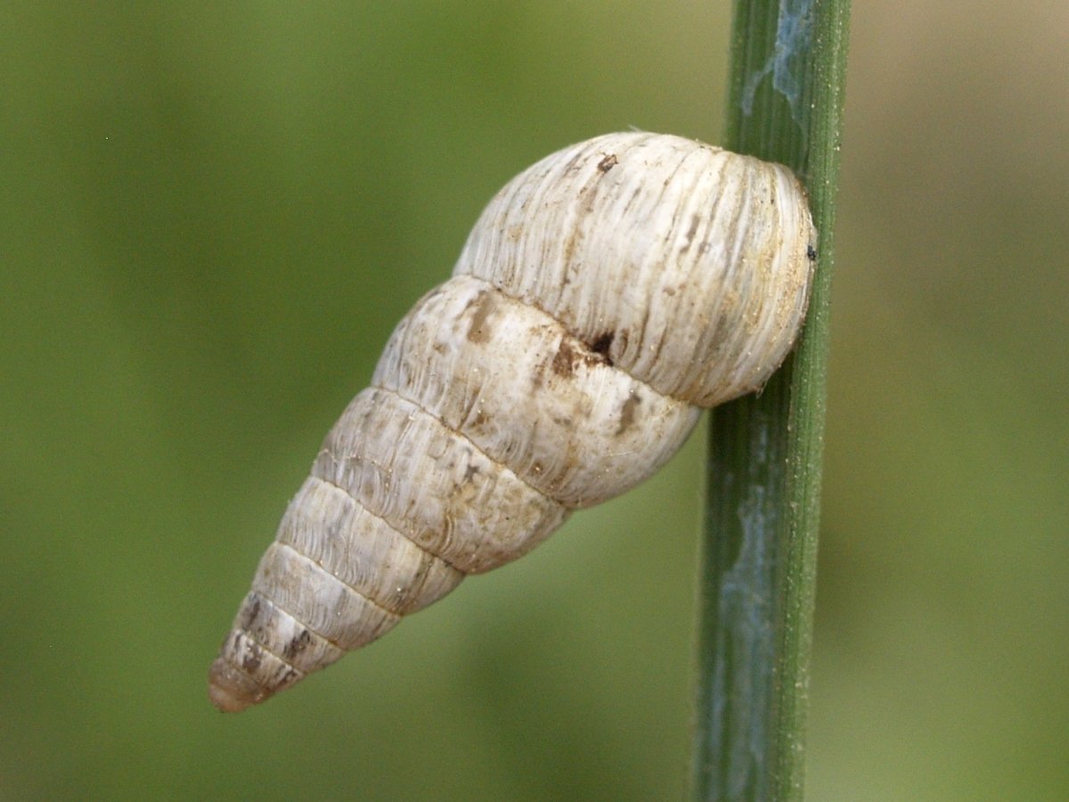 Cochlicellid Snail