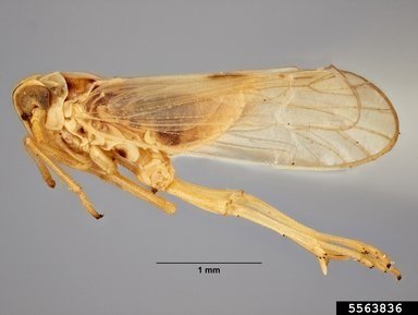 Small Brown Planthopper