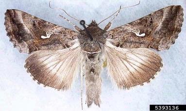 Silver Y Moth