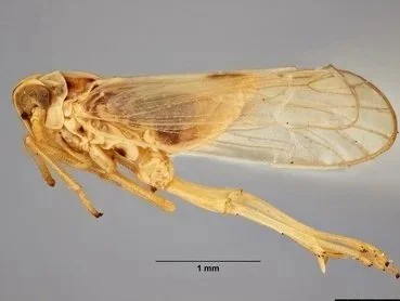 Small Brown Planthopper