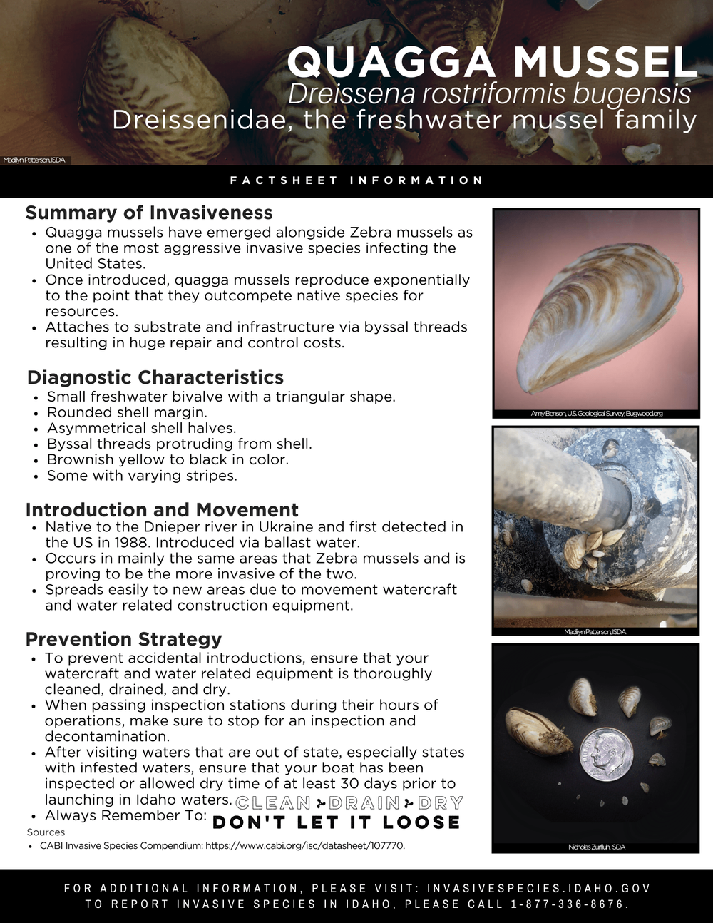 Quagga Mussel Factsheet — Invasive Species of Idaho