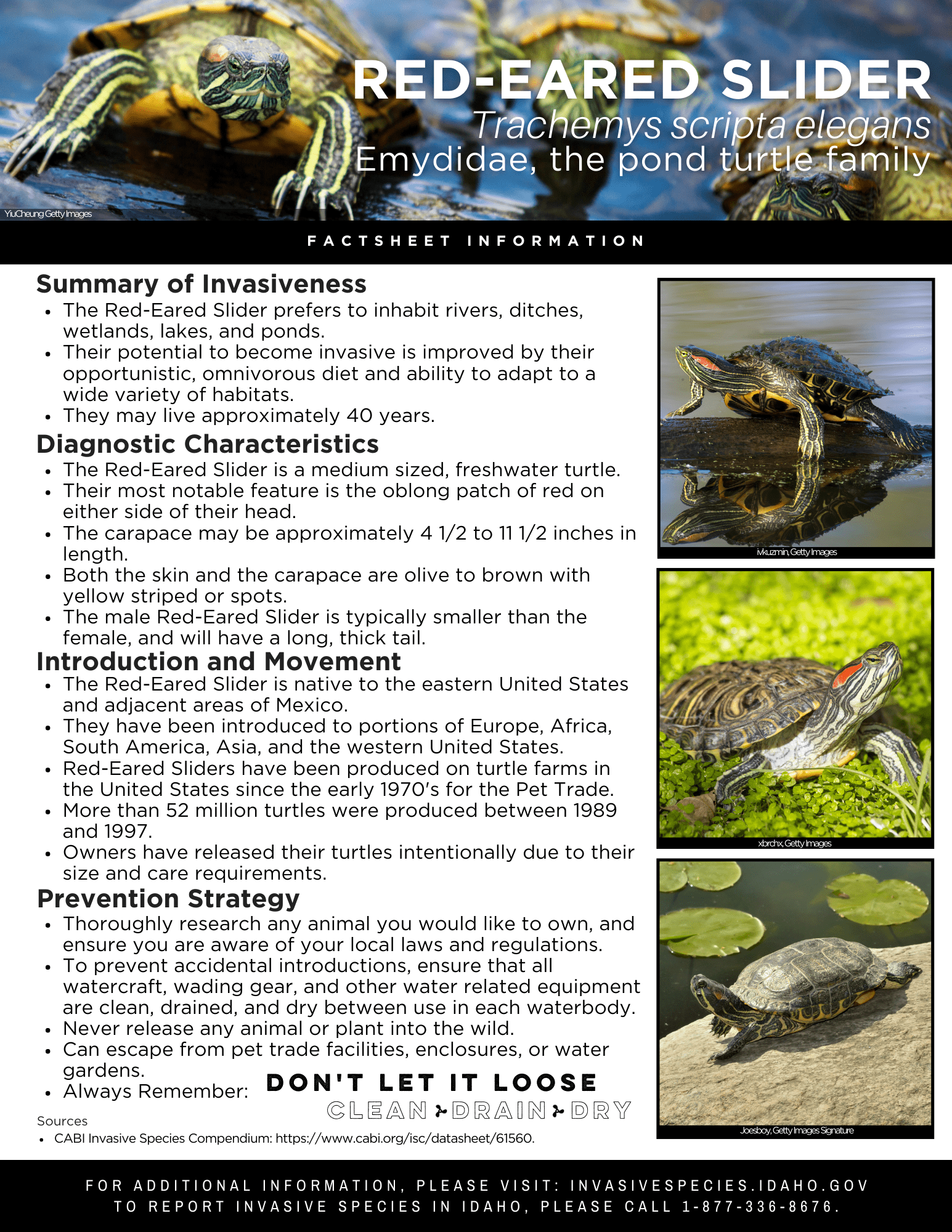 Photo inspiration: Fresh Look at Red Eared Slider Factsheet