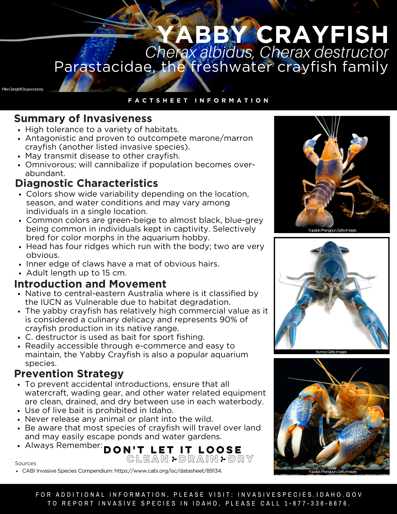 Yabby Crayfish Factsheet — Invasive Species of Idaho