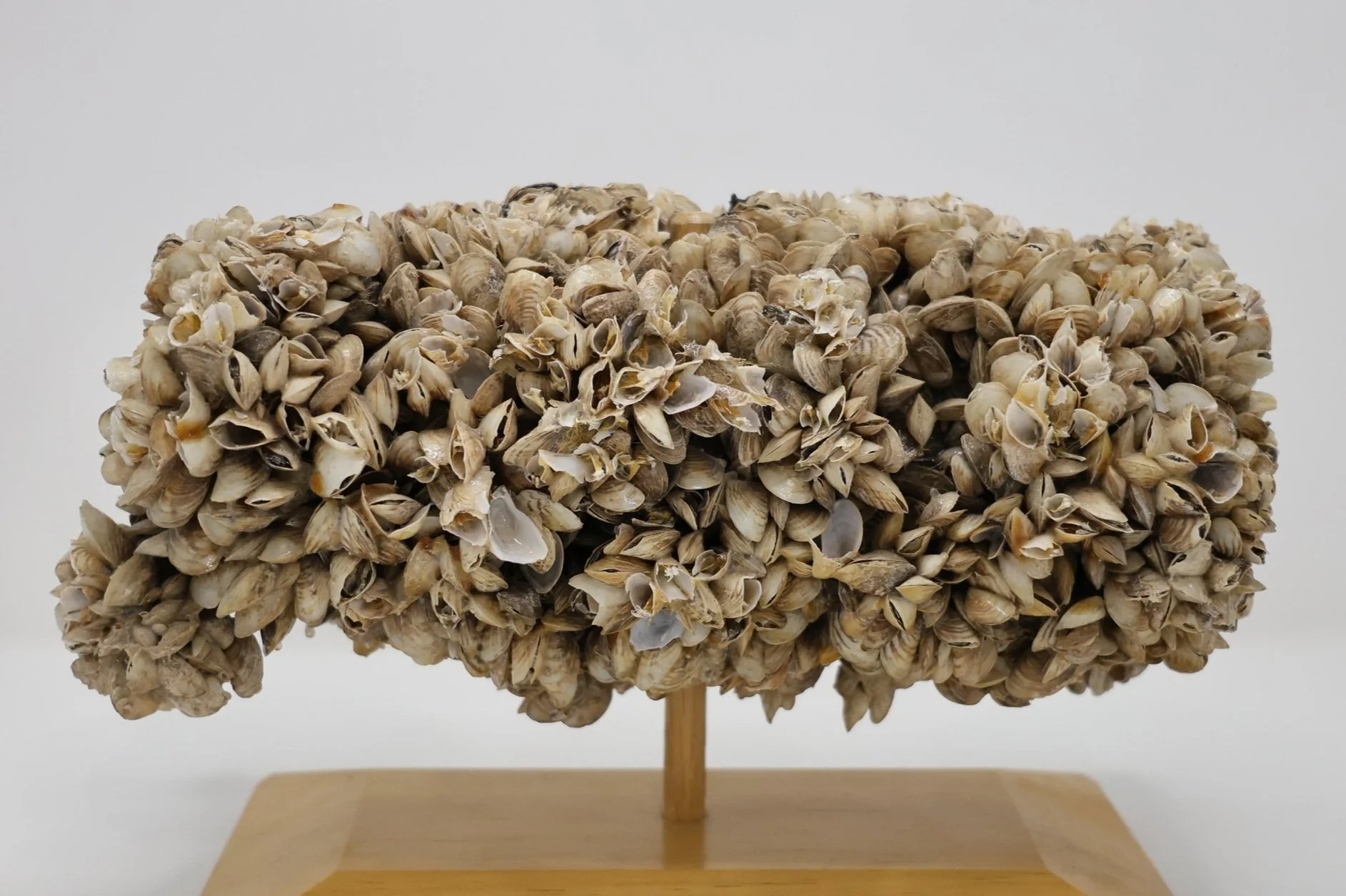 Quagga Mussel Information — Invasive Species of Idaho