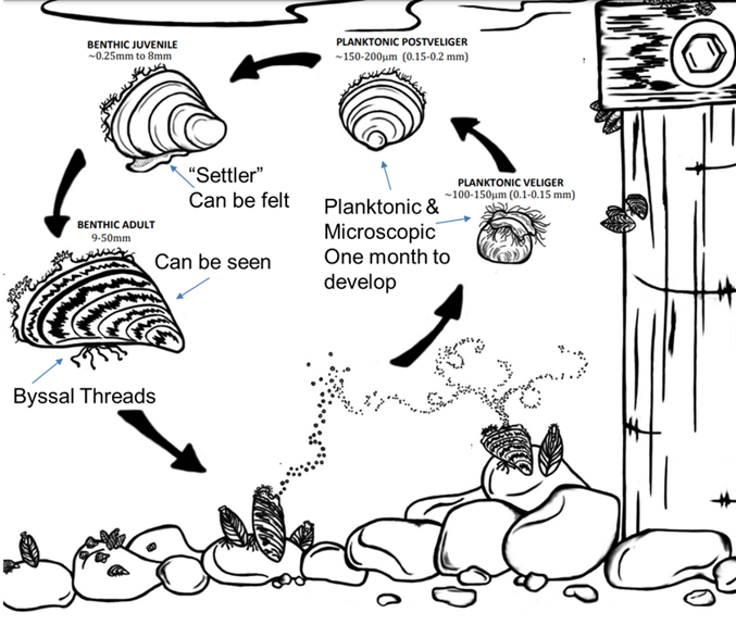 Quagga Mussel Information Invasive Species Of Idaho Quagga Mussel Information Invasive Species Of Idaho