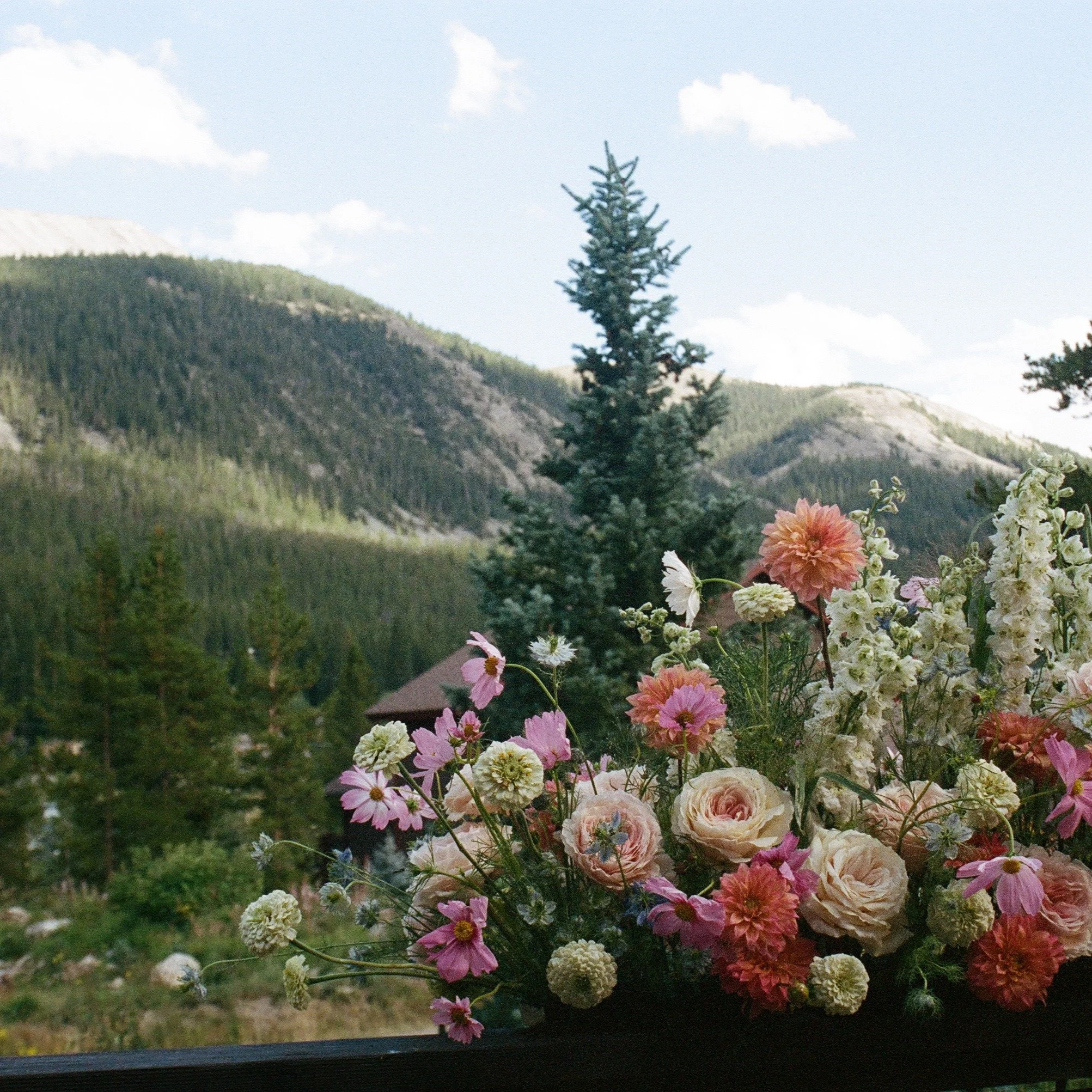 Such a gift to work in the mountains this summer. I am so inspired by creation and the natural beauty of different climates. It's amazing that a plane ride can carry you from one tropical green wonderland with bugs and toads to another with sticks an