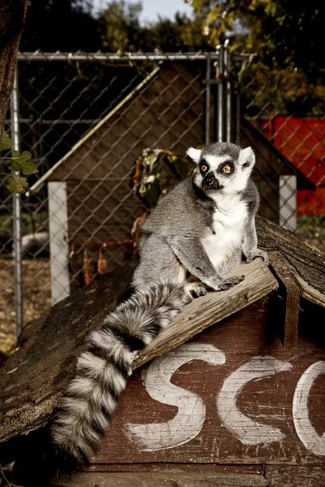 lemur_0021.jpg