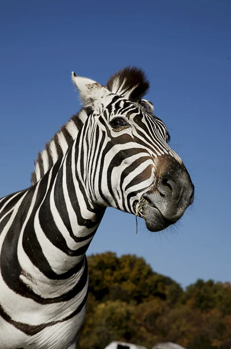 zebra_0003.jpg