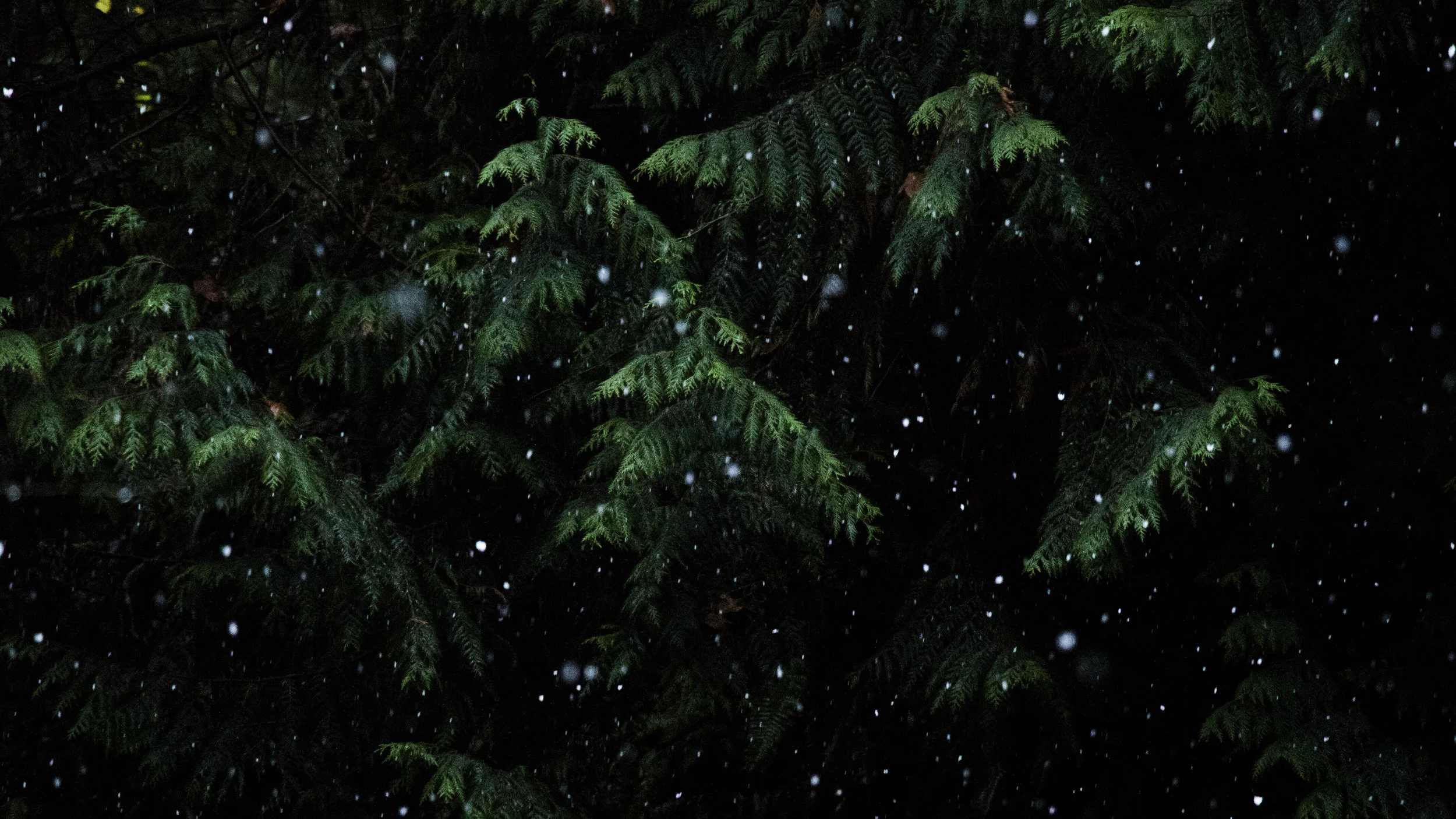 white rain.jpg