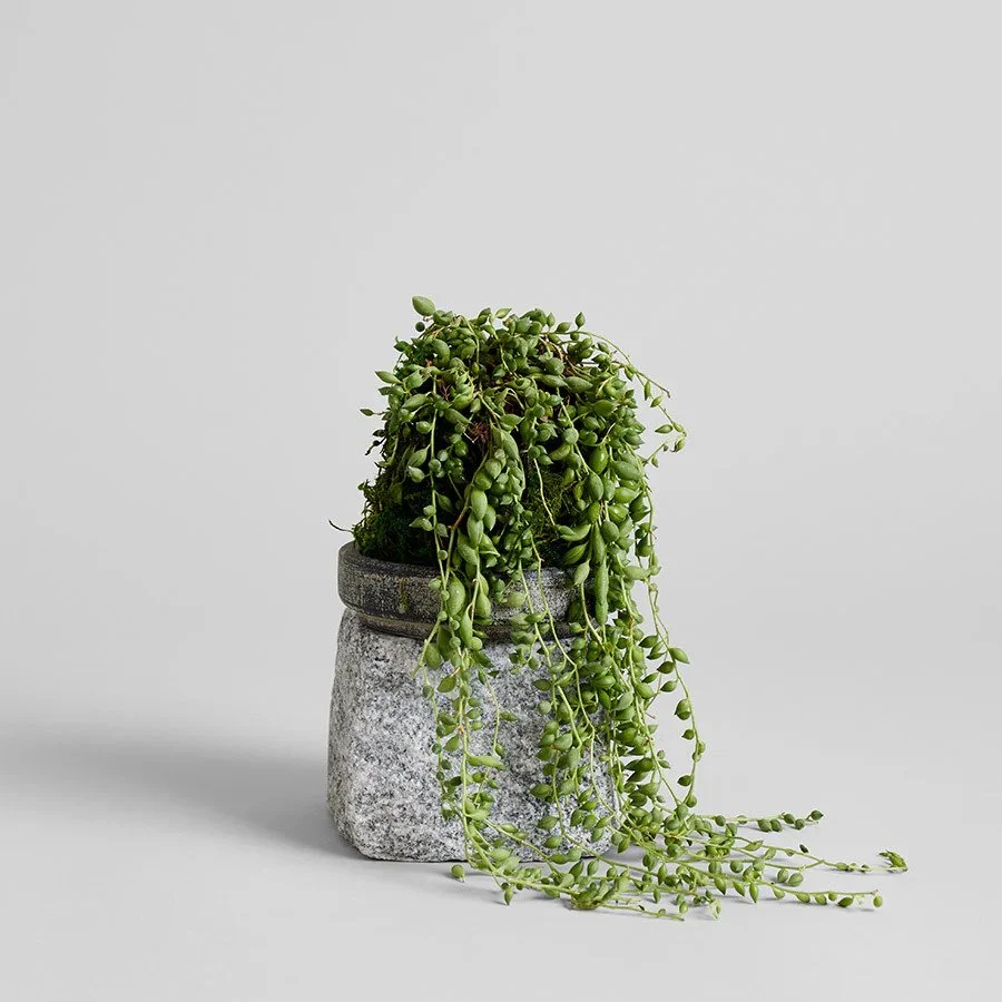 Kodekama plant courtesy of bloomist.jpg