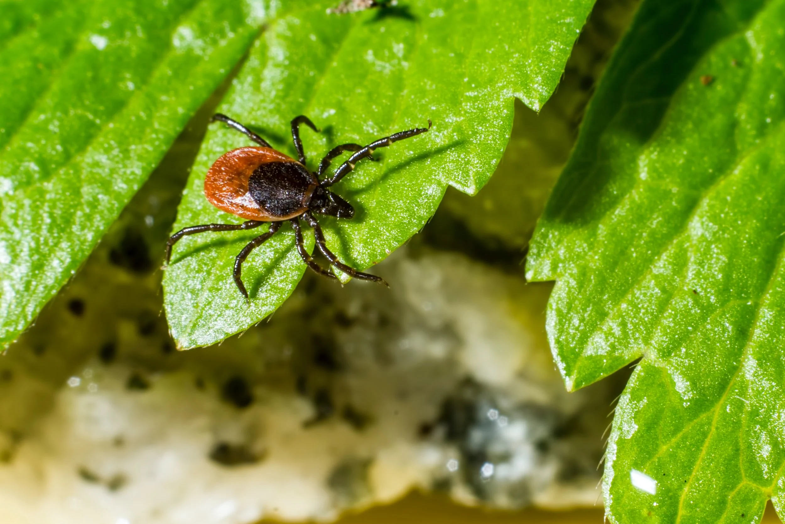    Ticks Courtesy of Erik Karits   