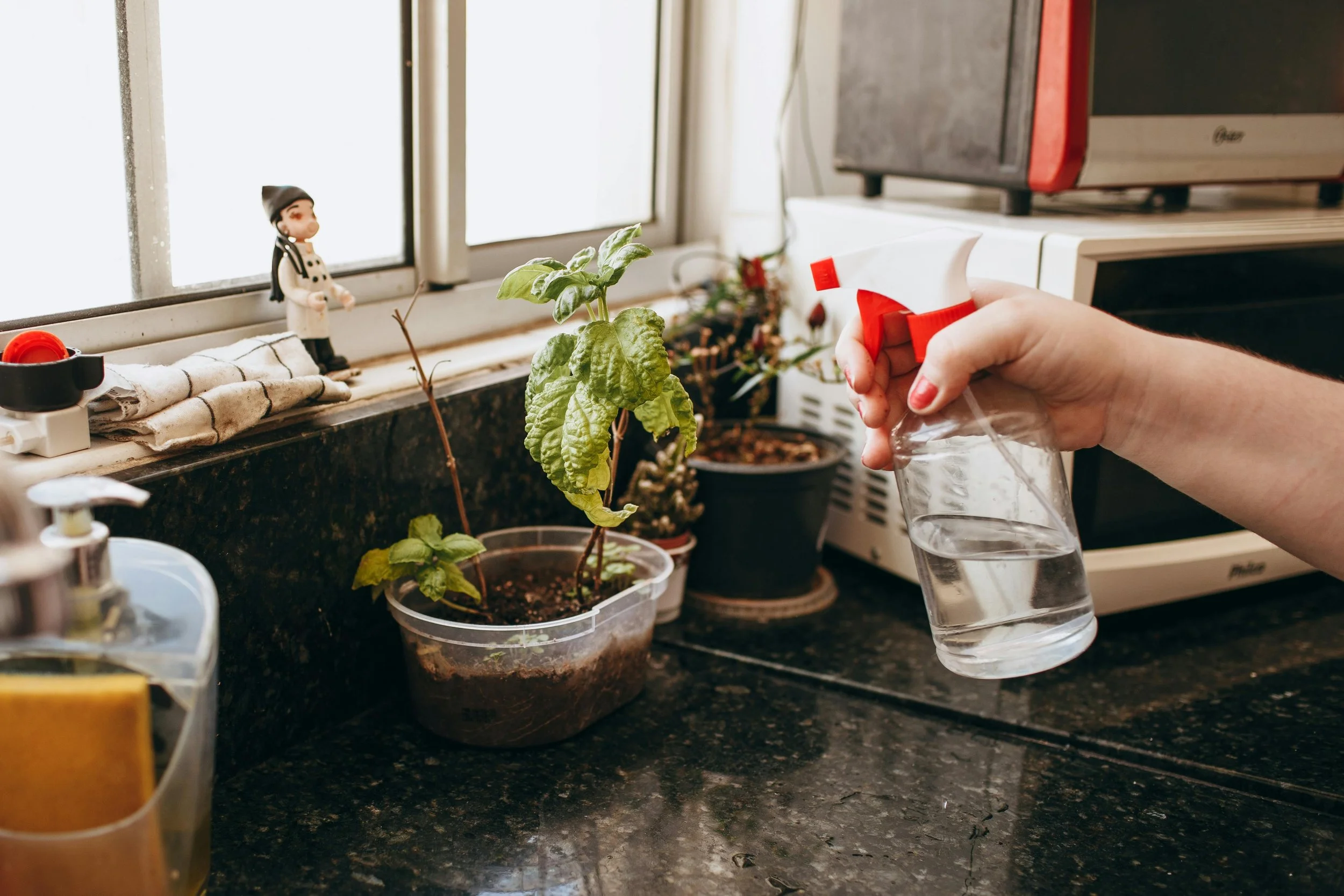 Fresh herbs growing in a sunny kitchen window above a clean countertop.