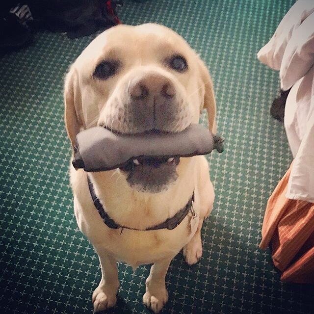 When Man&rsquo;s Best Friend helps remind you to test your blood sugar! #labradorretriever #MansBestFriend #SugarFree #diabetictype1 #diabetictypeone #type1 #type1diabetes #JCFORJD #acureisforever&trade;️ #InsulinDependent #PumpGuy #Diabetic