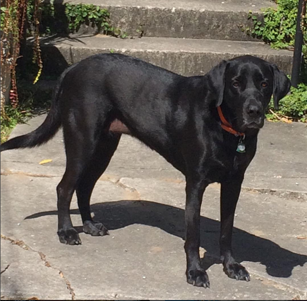 One of our favorite guests so far :), Molly the lab-mastiff mix.