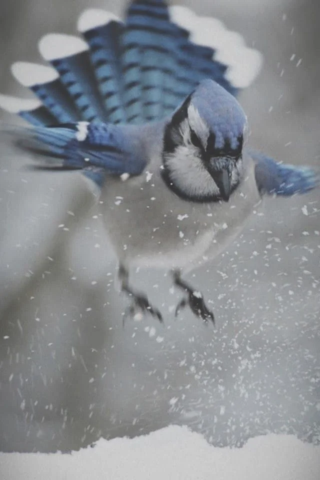 Early Morning Yoga - February 8th-19th 2016