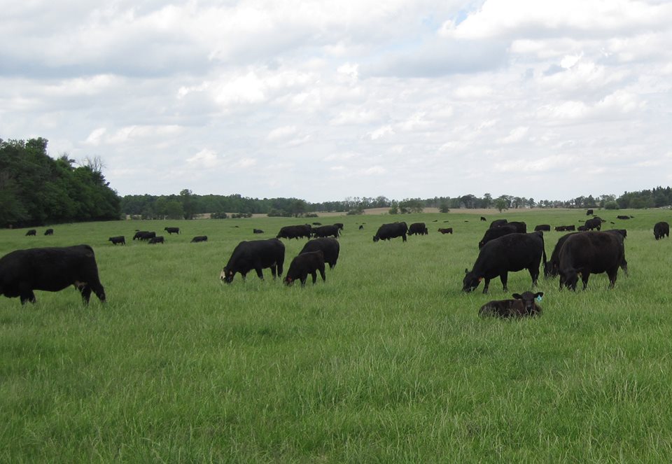 Cattle.jpg