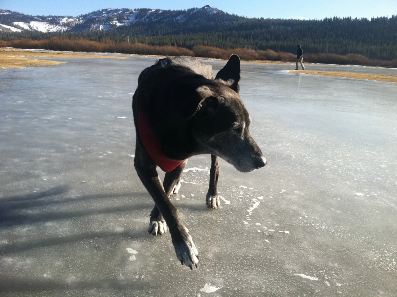 Everything I Needed to Know I Learned from my Dog