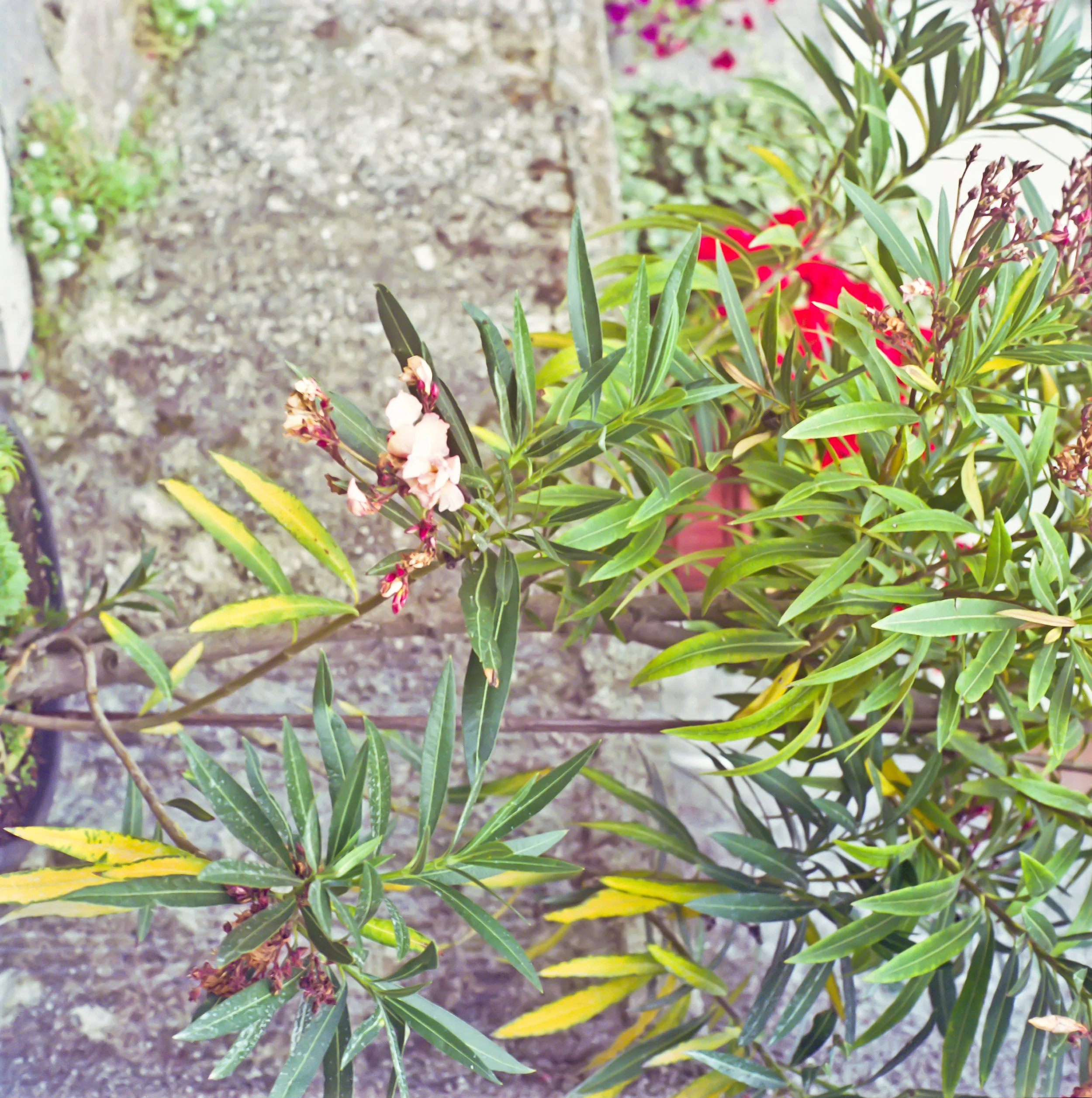 Flowers.jpg