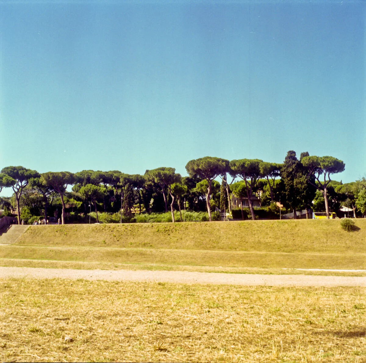 Trees in Rome, Italy - Emma Sywyj.jpg