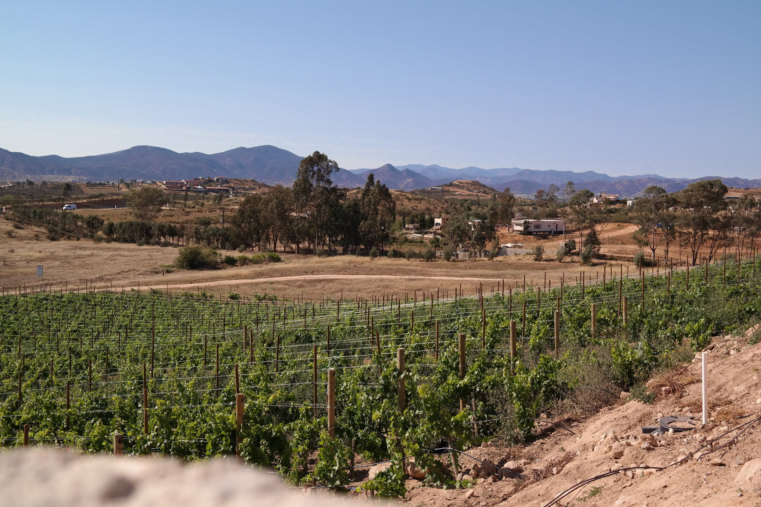 Valle de Guadalupe Ensenada MX 