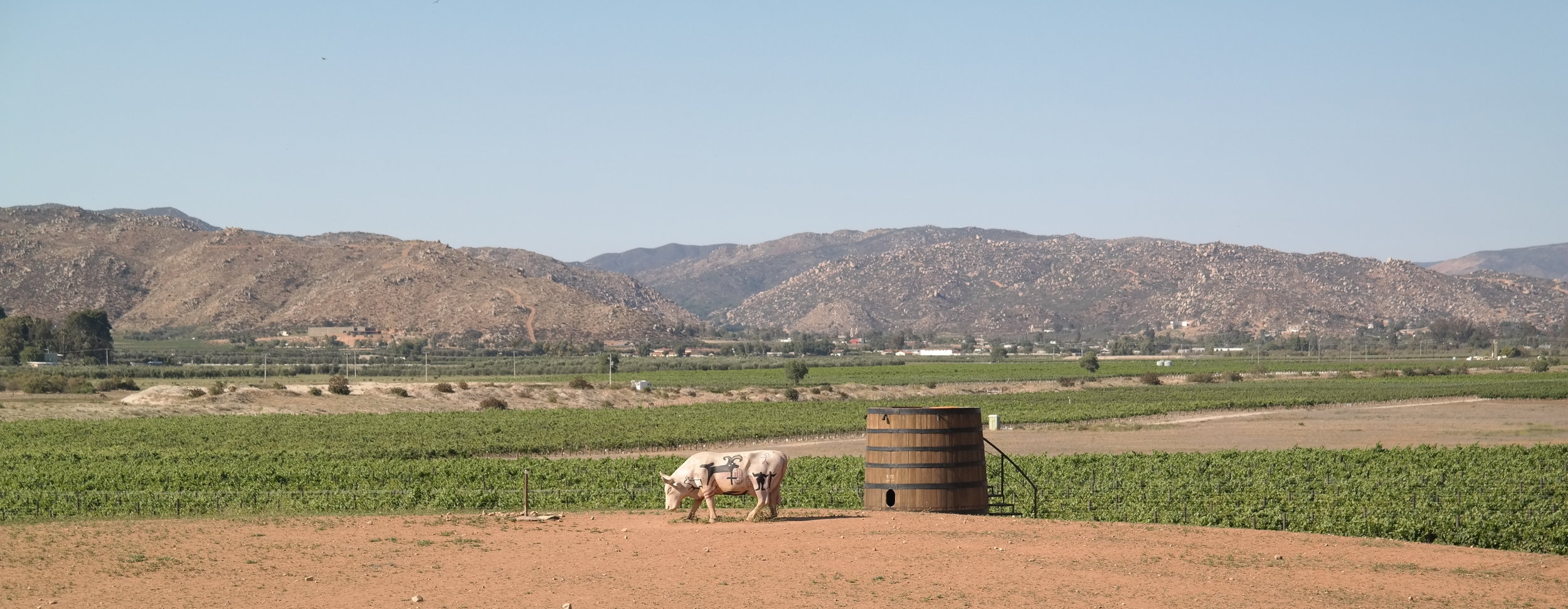 Finca Altozano Farm to table restaurant and Vineyard 