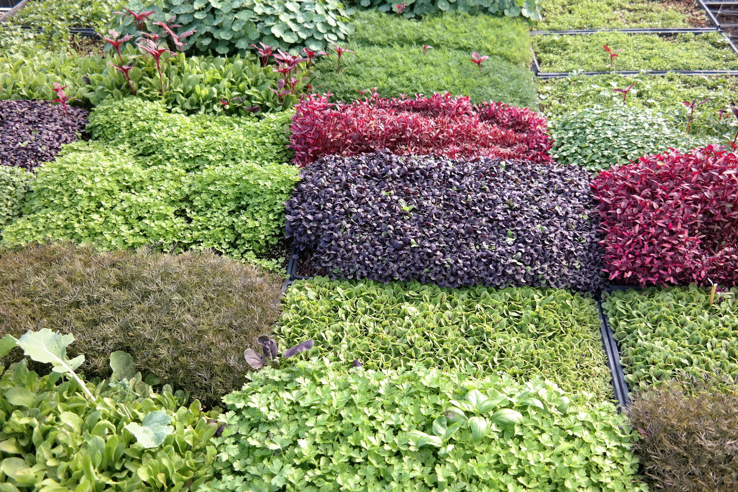 Thomas Keller's garden for The French Laundry an OG Farm to Table Advocate 