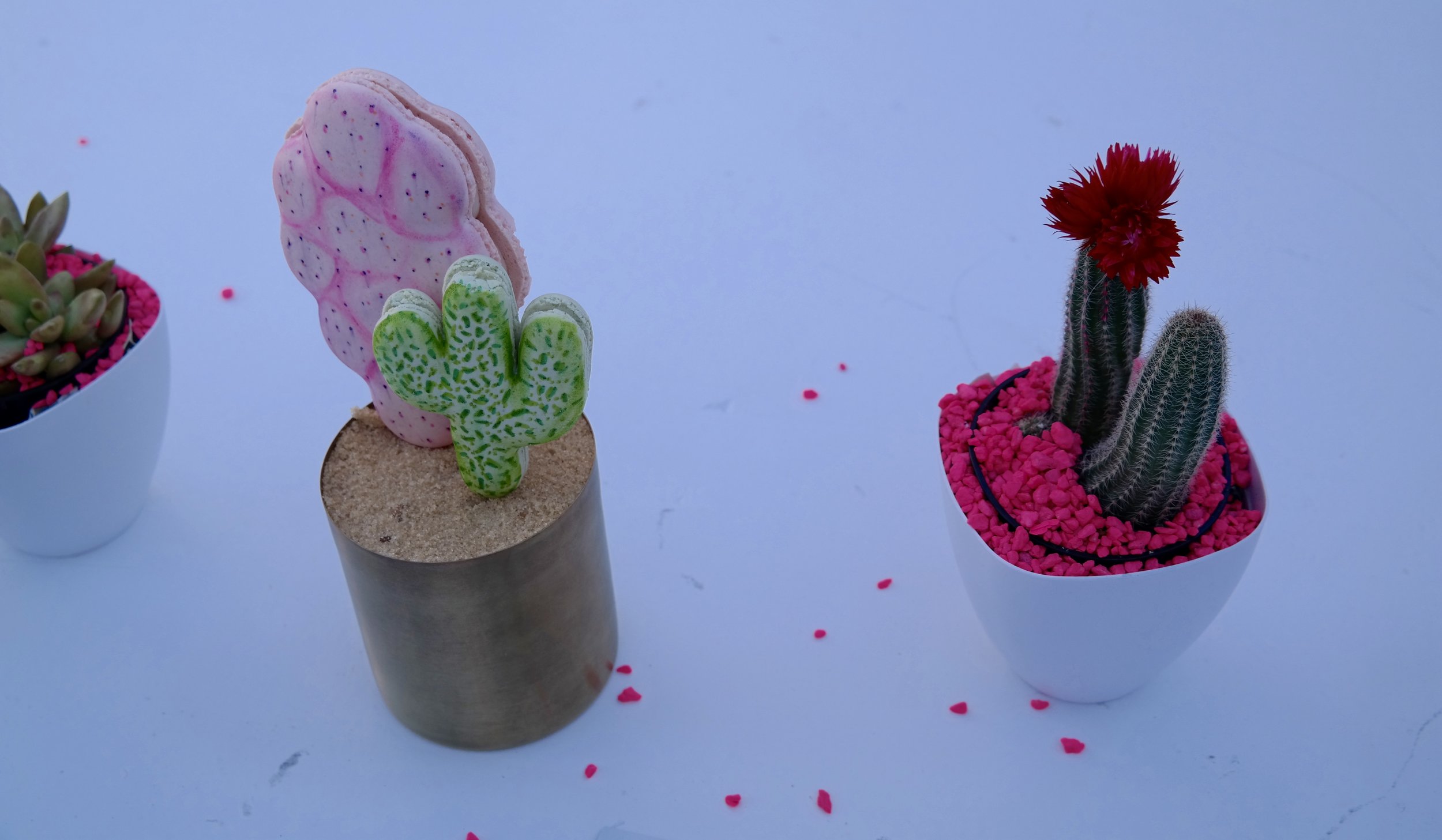 Every detail was on point, Cacti and Macaron Cacti? Bye. 