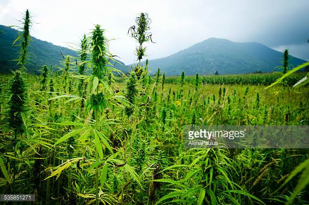 Photo by AlenaPaulus/iStock / Getty Images