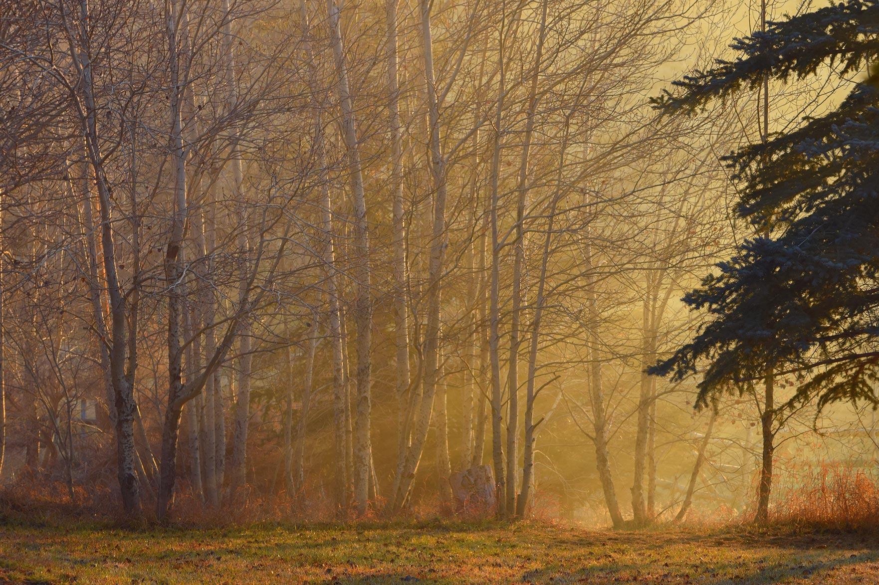 DSC_0037UseMe webresize.jpg