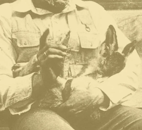 beuys hare for website.jpg