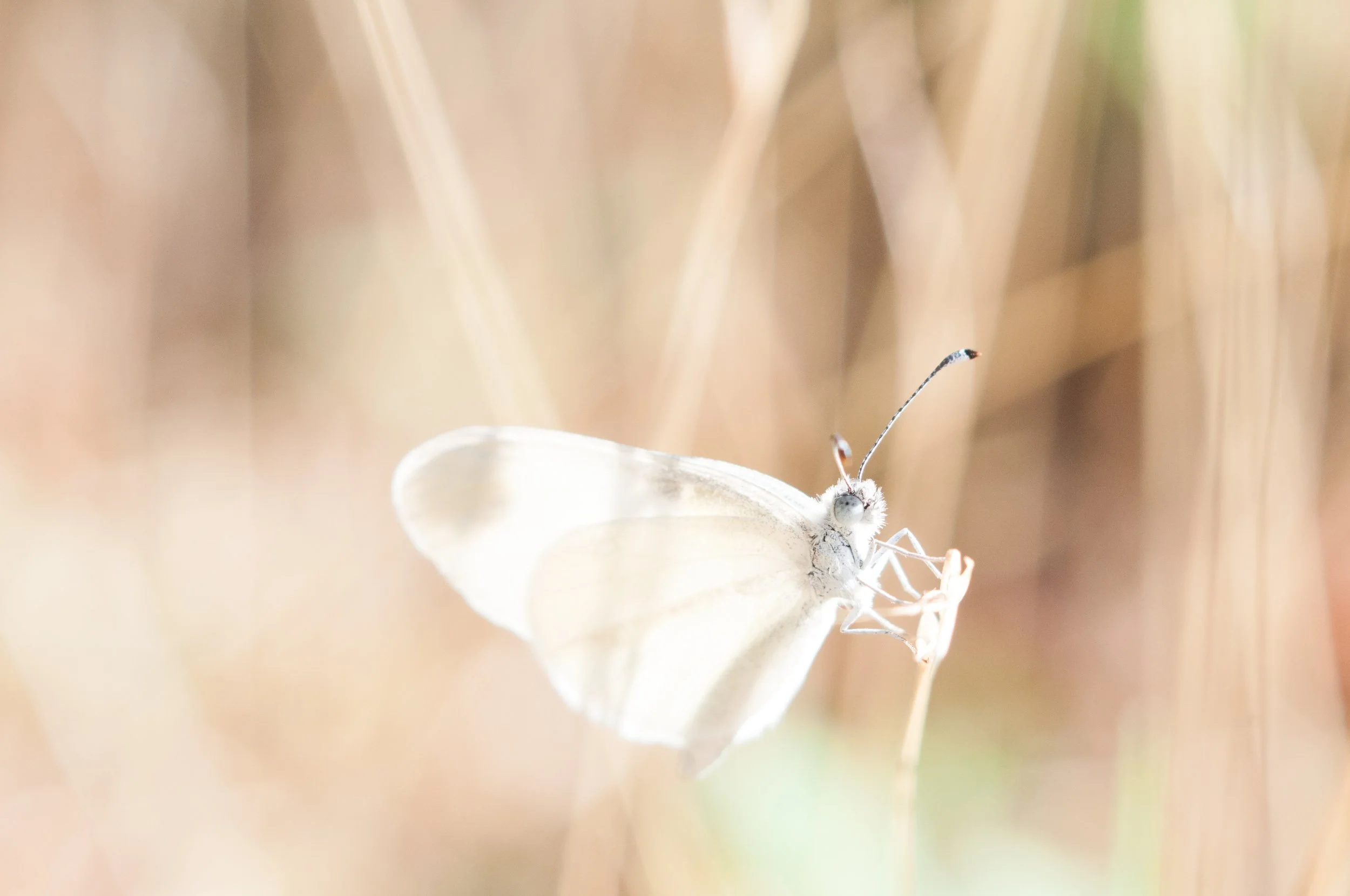butterfly white.jpg
