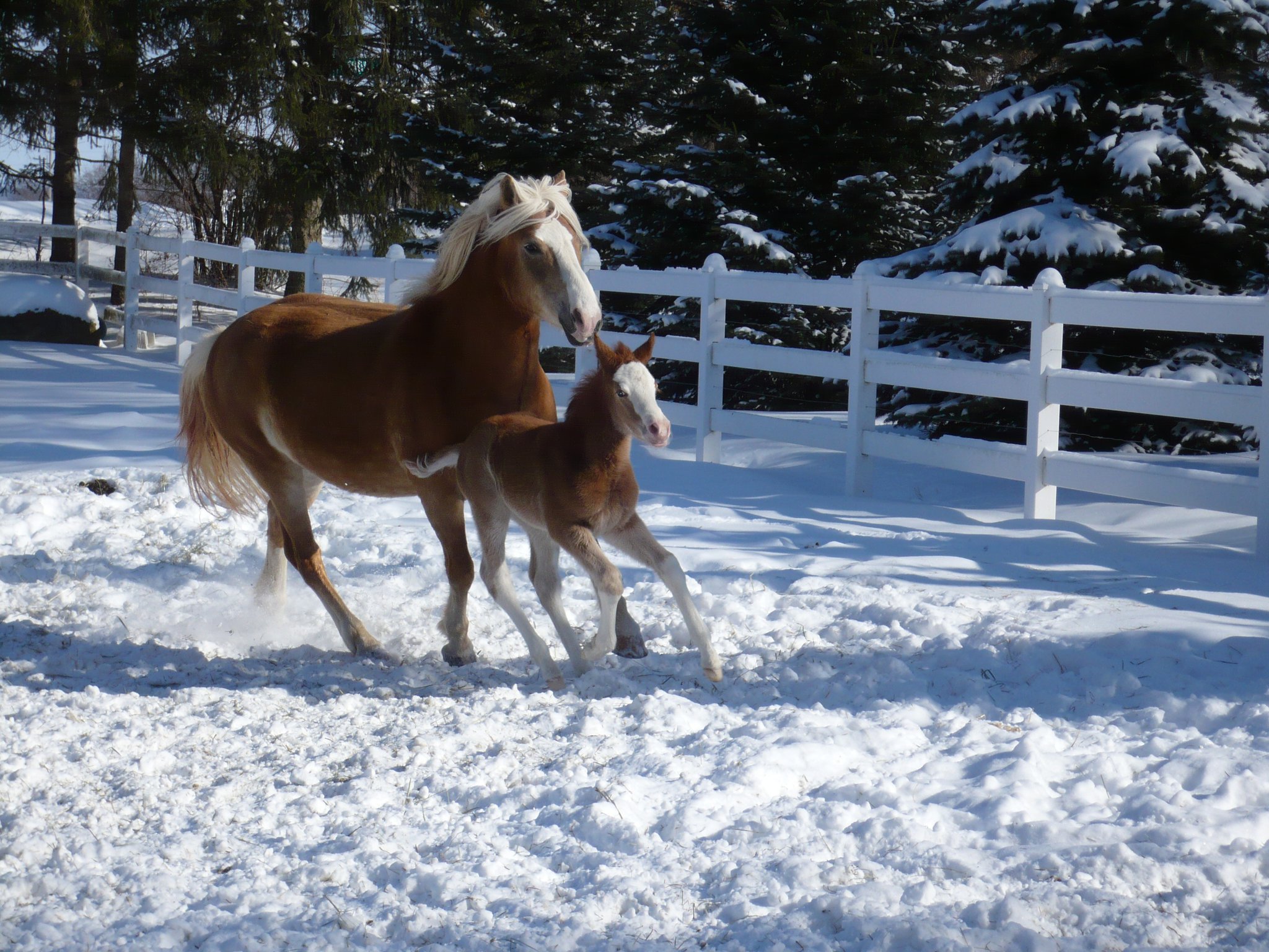 Leps Vanessa and her foal by Makuba, M. Valentino IK, who now drives, does dressage, and is starting to jump