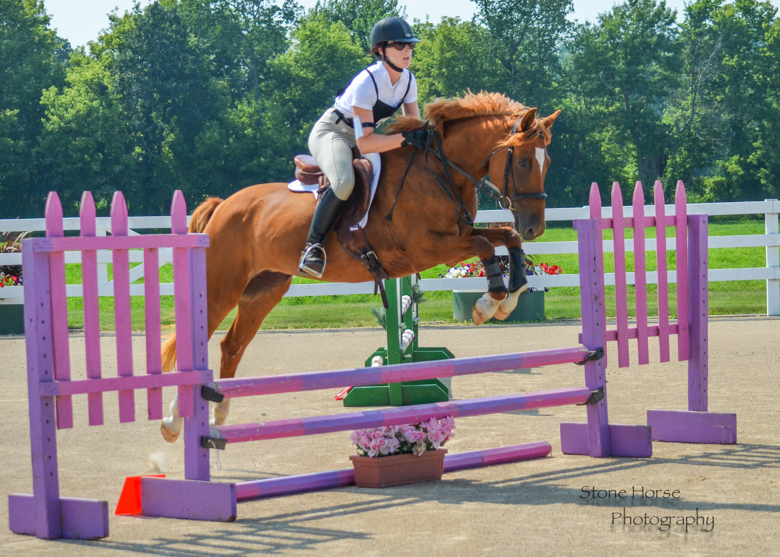 Ballerina IK, an American Sportpony, during her first season of eventing