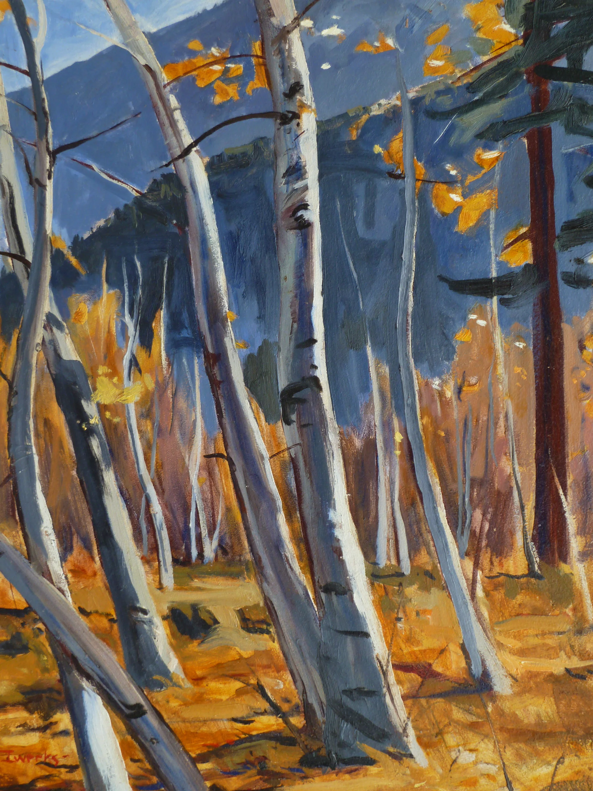 Aspen Trees, 24 x 20"