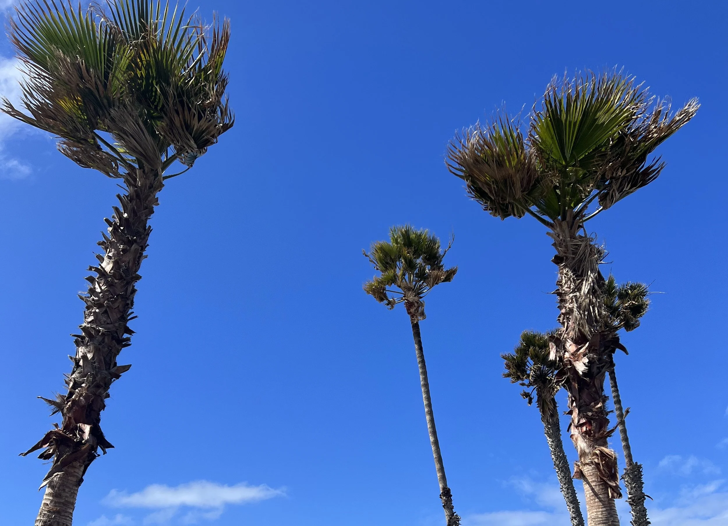 The Forgotten Pastoral Secrets That Are Changing How We Worship Forever